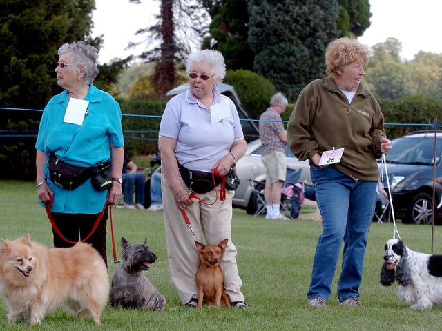 Kettering, Wicksteed Park, Dog Show. In the show ring veteran dogs waiting to be judged
Sunday, 12 August 2007
:Dogs retro special four-legged friends who made the news:Dogs retro special four-legged friends who made the news