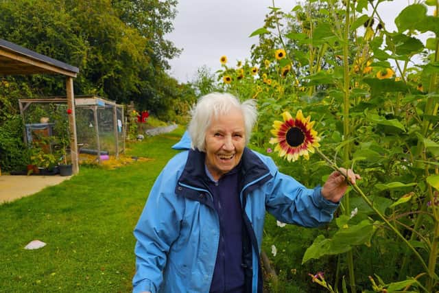 Resident Mary enjoying the amazing display of sunflowers