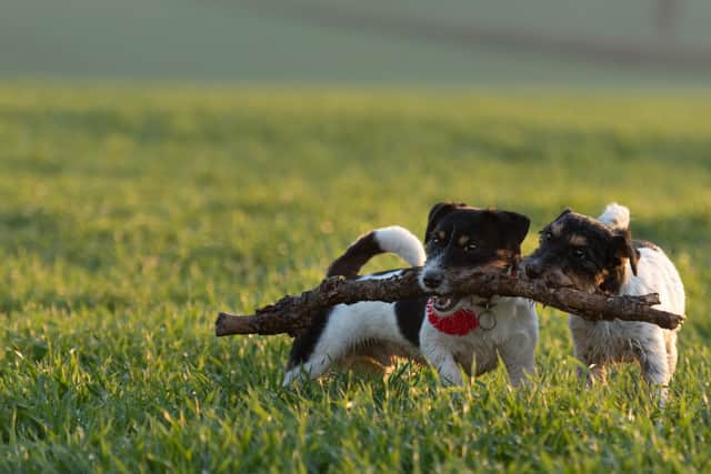 Giving pets exercise at any time is vital (photo: Adobe)