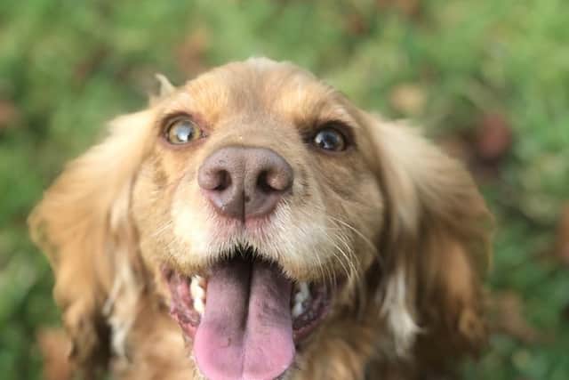 PD Rosie has been on the job in Northamptonshire for 12 months now.