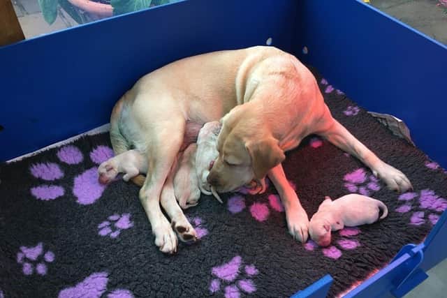 Mosey has had 19 guide dog puppies for the charity