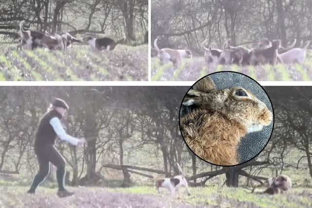 Dogs of the Pipewell Foot Beagles on the Boughton Estate with a hare that was killed /UGC