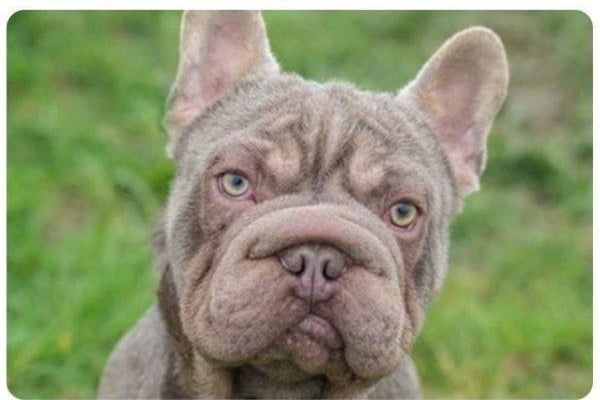 Marcel is a one year old French Bulldog. He is super-cute, friendly and is a lot of fun. He will need BOAS and skin-fold removal. His allergies are being managed with diet at present. He appears to be dog-friendly and walks nicely on his lead. His house-training will need working on.
