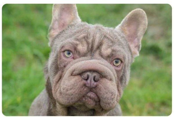 Marcel is a one year old French Bulldog. He is super-cute, friendly and is a lot of fun. He will need BOAS and skin-fold removal. His allergies are being managed with diet at present. He appears to be dog-friendly and walks nicely on his lead. His house-training will need working on.