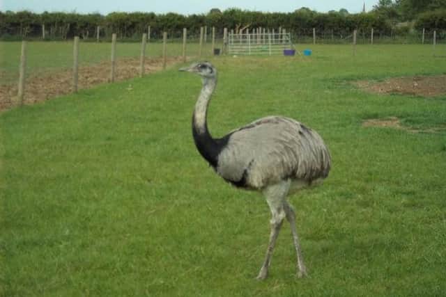 Basil the rhea - missing from his field in Newton Road, Rushden