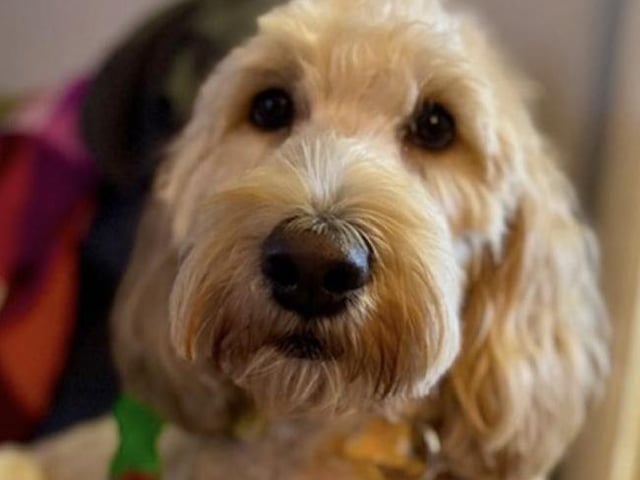 Winnie is a very pretty two-year-old Goldendoodle. She knows basic commands, is house trained, and is great with other dogs. Winnie is shy when she first meets strangers, but curiosity soon gets the better of her.
