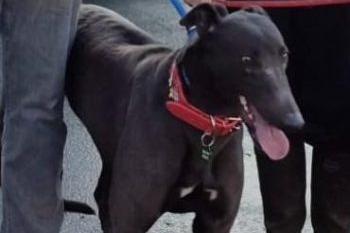 Missy is a four-year-old retired racing Greyhound. She gets along well with other dogs but has a strong prey drive, so she can’t be rehomed with cats or small furry animals. She walks nicely on the lead and is comfortable wearing a muzzle.