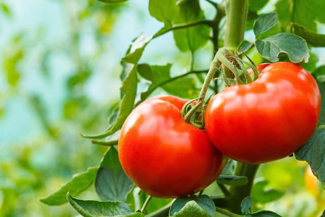 With a tomato shortage making UK headlines with supermarket shelves left bare this week, it’s the perfect time to grow your own