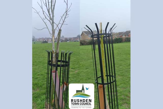 An acer tree in Melloway Park in Rushden has been destroyed