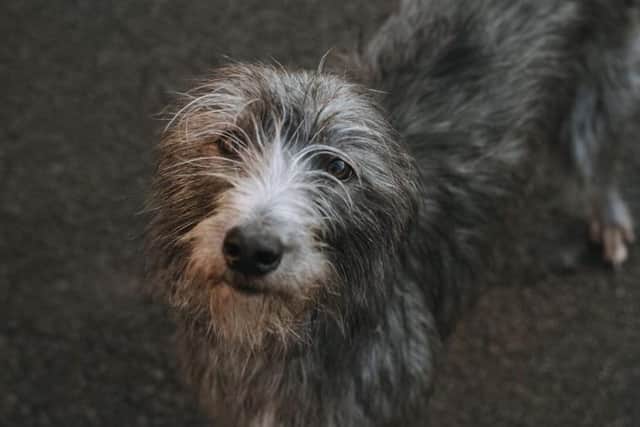 Missing Rosie