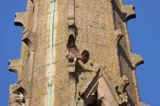 MJ the peregrine has been shifting around on the spire of Kettering's St Peter and St Paul Church/Steve Sharpe