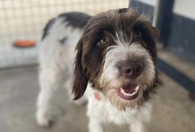 Annie said: "Pebbles is a beautiful, young, super happy medium sized crossbreed who joined us from a council pound. Pebbles is fine with other dogs & sensible children aged 5 & over, not yet cat tested. An active home that can teach her various commands would be pawfect!"