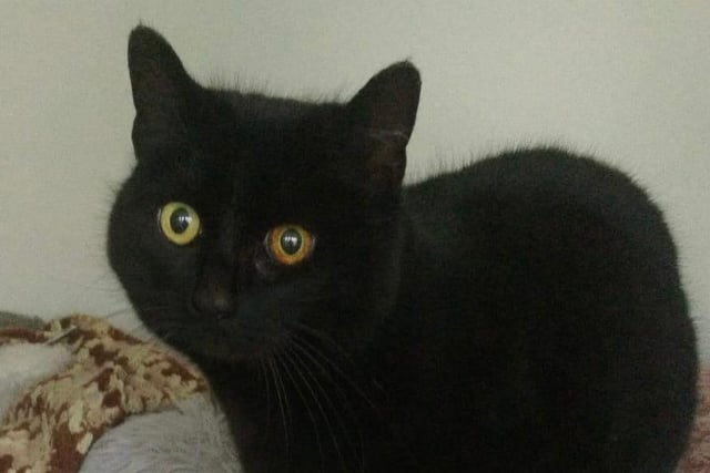 Onyx was left behind by a family that moved away. She’s a beautiful precious girl who would love a 'quiet for everyone' home.
Spayed, vaccinated, chipped, parasite treated and leaves us with four weeks free insurance and rescue back up for life.