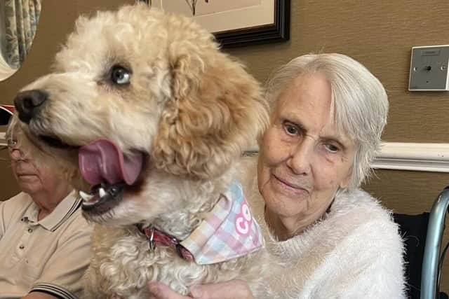 Animal Therapy