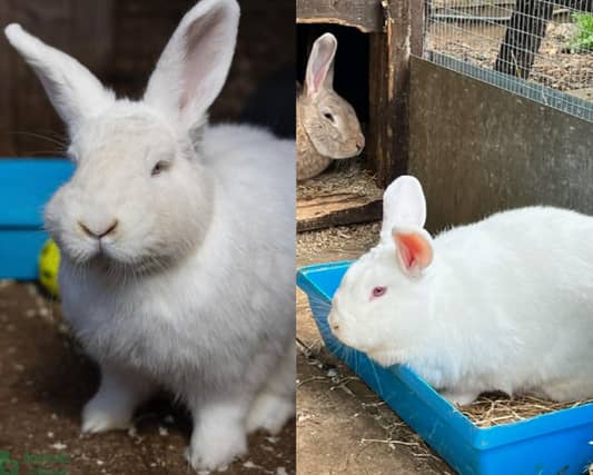 Two of the rabbits up for adoption.