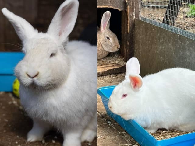 Two of the rabbits up for adoption.