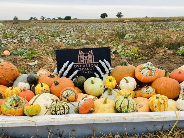 The pumpkin patch at Overstone Grange Farm near Moulton opened from October 1. The farm will be open every weekend from 10am to 4.30pm for as long as they have pumpkins. They have 15 acres of pumpkins with over 30 different varieties for you to pick from and, among them, will be some spooky surprises alongside a play patch and plenty of photo opportunities. There will be games suitable for all the family and refreshments. The farm is not able to welcome dogs due to health and safety. Tickets cost £2.50 and can be booked on their website.