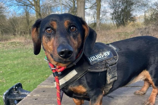 Lilly is a Dachshund cross who will be three-years-old in June. She should be fine to live with sensible children. She does have a lot to say for herself and loves attention so a home where she will not be left for long hours is essential