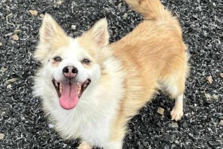 Tara is a six year old Pomsky with a lovely temperament. She is great with people and other dogs.