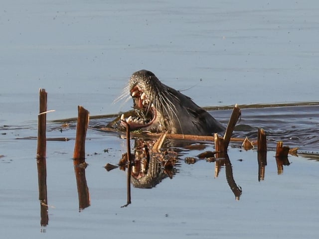 An otter at Summer Leys by Ricky Sinfield