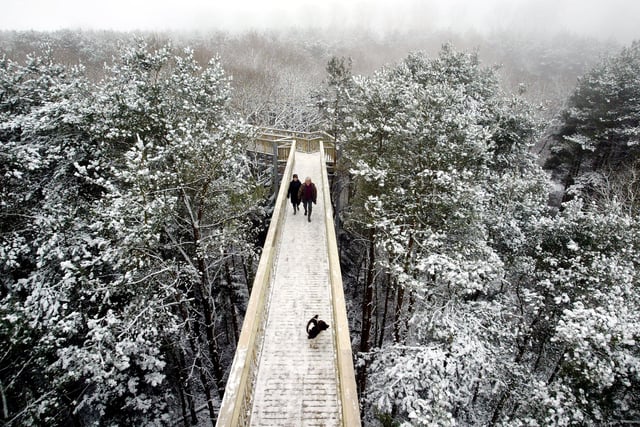 A view from the Tree Top Walkway when it opened in 2005