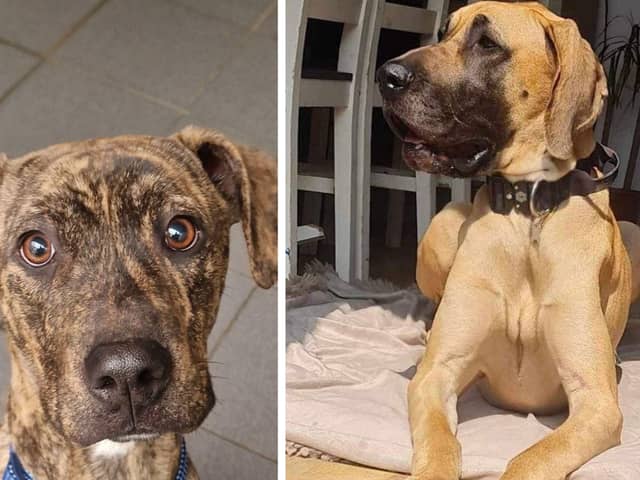 Could you re-home one of these dogs?