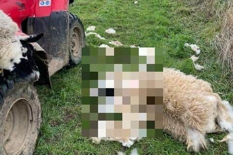 The sheep were killed on Christmas eve. Image: Great Oakley Estates