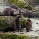Otter pups with their family, Woburn Safari Park