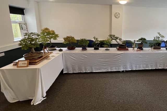 Bonsai display