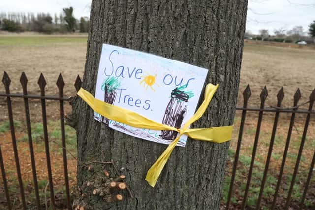 Yellow ribbons have been tied around the trees