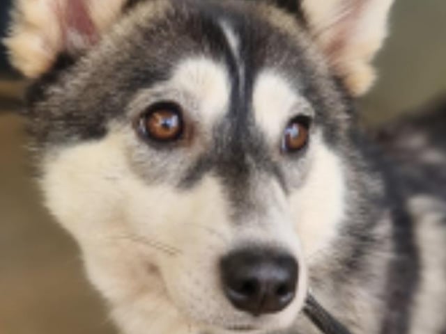 Polly is a pretty little two-year-old Pomsky rescue from a puppy farm. She is very shy so needs a quiet patient dog-savvy home who will give her the time she needs to settle in.
A home where there is a friendly established dog would be perfect to help her learn how good life can be. She could live with dog-friendly cats.