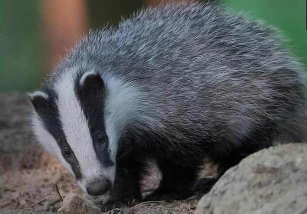 File image courtesy of The Badger Trust