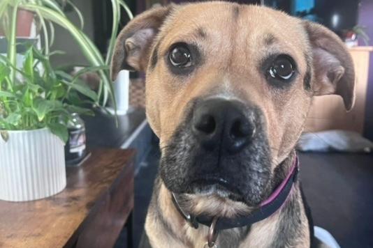 Maple is a four-year-old Boxerdor who came to us from a council pound. She is full of fun and has so much love to give. Maple moved to foster care because the kennels were just too stressful for her; she is currently in foster with seven other rescue dogs! Her ideal home would be an active one, with another confident, friendly, neutered dog to play with, and older children. Maple loves everyone but she is very boisterous! She is clean in the house, knows basic commands, and has good recall to her chosen person. She is used to home comforts and would prefer a home where she is allowed on the furniture and even your bed! She travels well, though she does get anxious getting into the car and needs encouragement. However, she has become much more confident with this and now jumps in on her own! 👏👏 Maple loves toys and chews, and she is very food motivated, so it's easy to get her attention. She loves human interaction and would not want to be left for long hours.