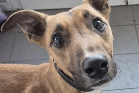 Biscoff is a handsome lurcher lad looking for an active family committed to training from scratch. He is showing signs of separation anxiety, so he could not be left for long hours and would probably benefit from living with a canine companion. He would be fine to live with children over the age of 12 years who understand his need for reassurance.
