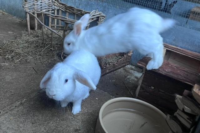 Beautiful red eye white buns; two year old Rebecca would love a large furever home with her one year old husbun Russel! They are both neutered, fully vaccinated and parasite treated they leave us with four weeks free insurance and rescue back up for life.