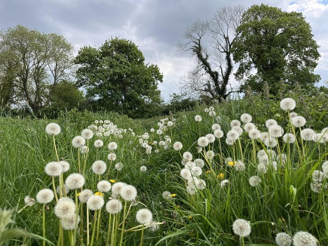 A sea of dandelions! Taken by Jeanette Hancock