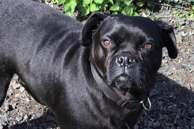 Harley had been stolen from the Irthlingborough animal charity NANNA