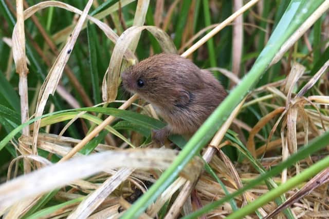 Families are invited to take part in a mouse survey at Stanwick Lakes this October half term