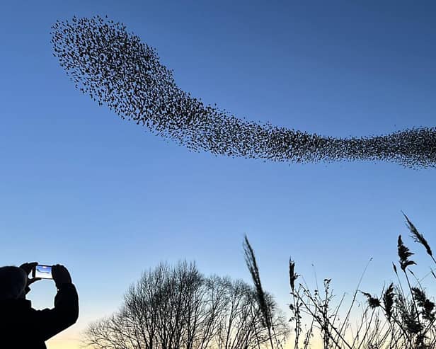 One of the murmurations captured over Stanwick Lakes