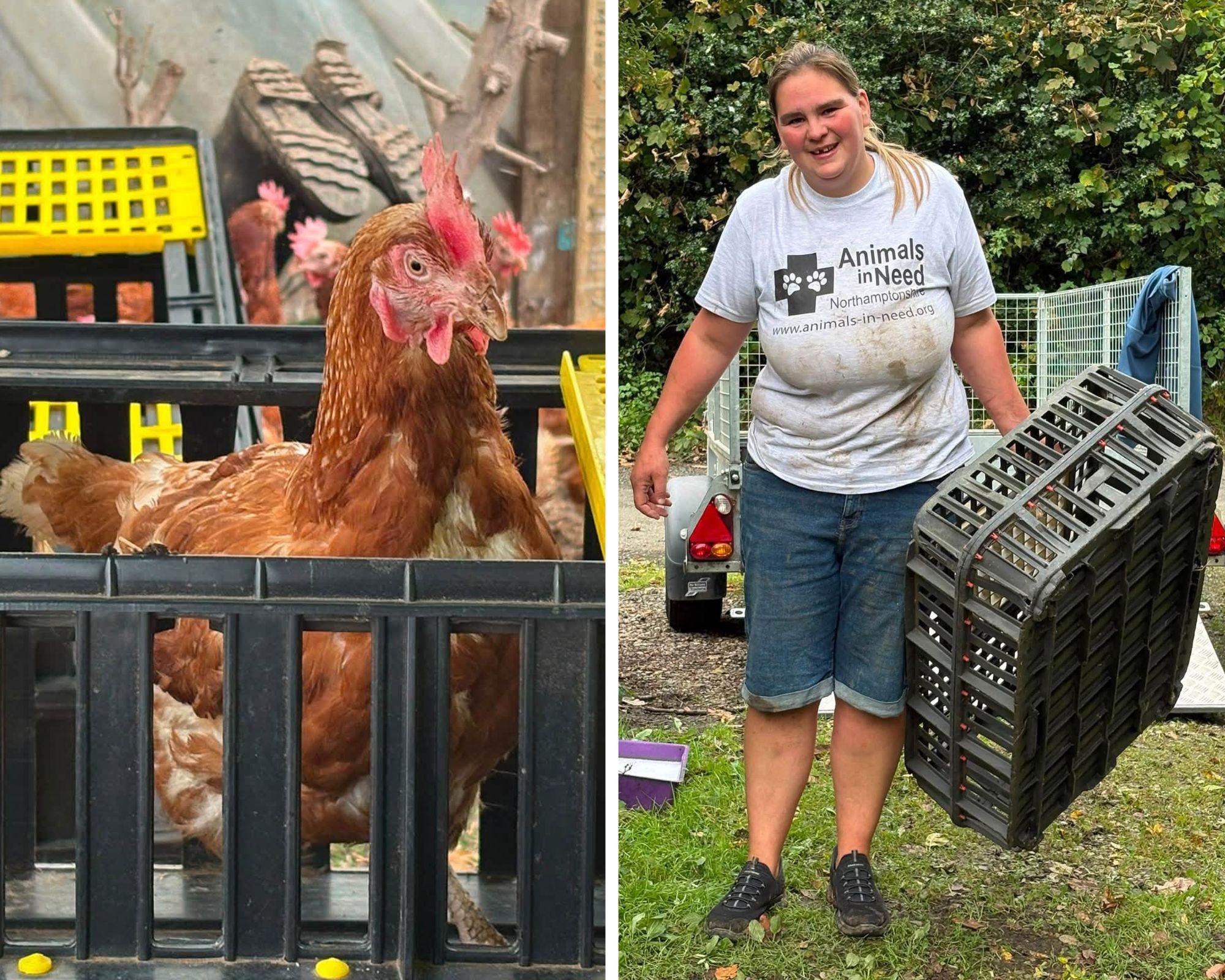 300 hens rescued by Northamptonshire animal charity with new homes now needed