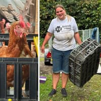 300 hens rescued by Northamptonshire animal charity with new homes now needed