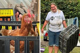 Emma from Animals In Need helping rescue 300 hens from Wales