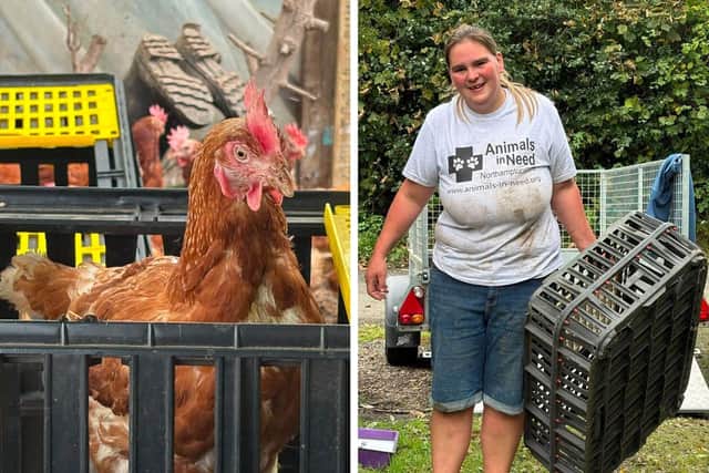 Emma from Animals In Need helping rescue 300 hens from Wales