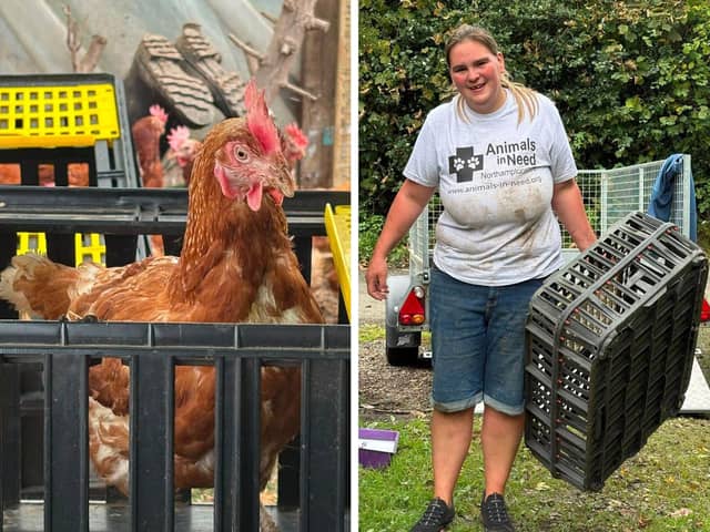 Emma from Animals In Need helping rescue 300 hens from Wales