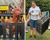 Emma from Animals In Need helping rescue 300 hens from Wales