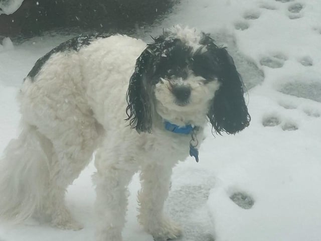 Only his second ever snow day