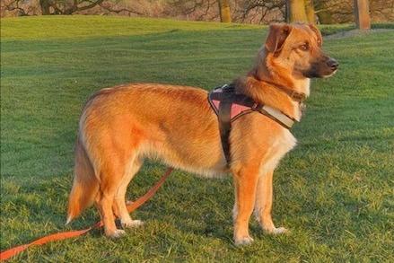 Four-year-old Toffee was rehomed by Animals In Need several years ago but the family could no longer keep her. Toffee needs a committed family who will not give up on her. She is shy and needs a very secure garden.