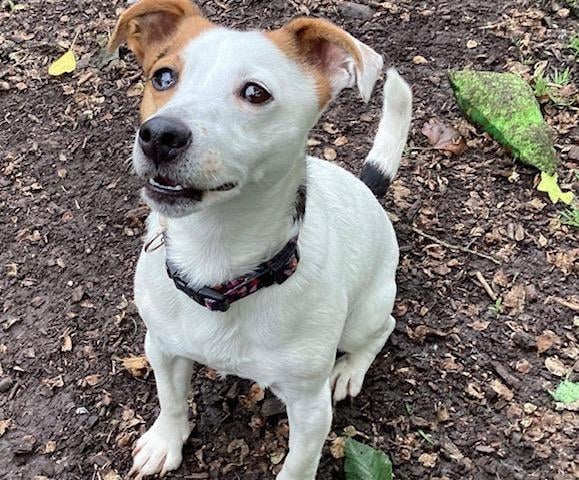 Annie said: "Violet is a sweet natured six-year-old Jack Russell terrier. She's a super friendly, happy, cuddly girl, and is fine with other dogs but not smaller furries."