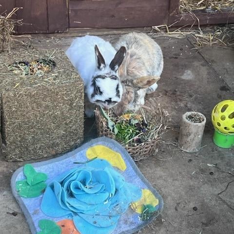 Stevie and Loki are seven years old they need a peaceful home for there twilight years.