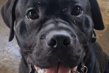 Edward is a handsome 1-year-old Boxer mix who joined us from the pound. Full of energy, he requires an active home with a patient family committed to ongoing training. He should do well with children over the age of 16. We are still assessing how he feels about other animals.